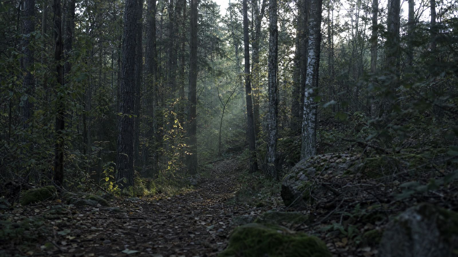 Ein stiller Waldweg im Morgenlicht